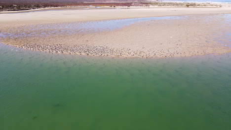Drohnenflug-über-Der-Flussmündung,-Während-Ein-Schwarm-Raubseeschwalben-Von-Der-Sandbank-Abhebt