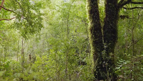 Handheld-Detail-Der-Vegetation-Des-Hornopiren-Nationalparks,-Hualaihue,-Südchile