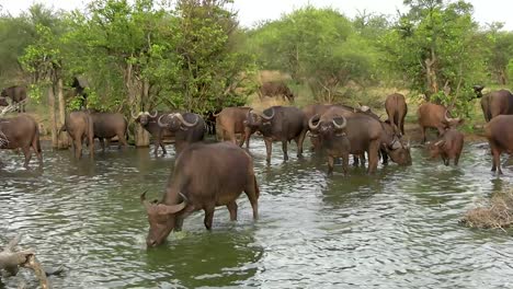 A-smooth-steady-push-in-shot-of-a-migrating-heard-of-Cape-Buffalo-taking-a-drink-from-the-river-they-are-crossing