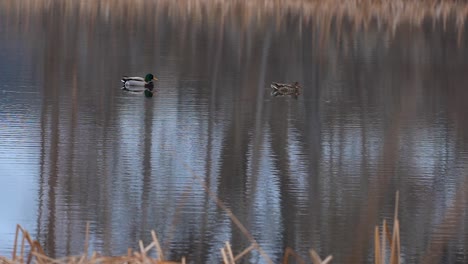 A-mallard-and-his-mate-float-in-a-pond-in-slow-motion