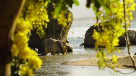Idílica-Playa-Hang-Rai,-Vietnam-Rock-En-La-Costa-Y-Flores-Amarillas-De-Lluvia-Dorada