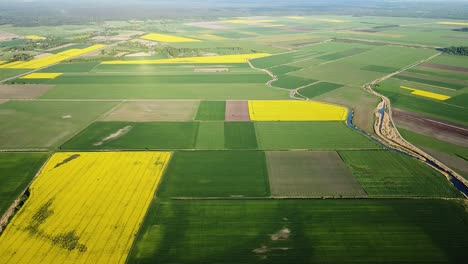 Aerial-high-altitude-birdseye-flight-over-blooming-rapeseed-field,-flying-over-yellow-canola-flowers,-idyllic-farmer-landscape,-beautiful-nature-background,-drone-shot-descending