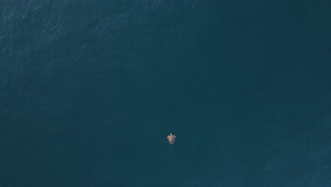 High-drone-view-looking-down-at-a-large-sea-turtle-as-it-effortlessly-floats-on-the-clear-blue-ocean-surface