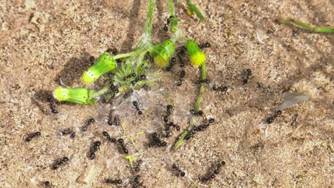 Team-of-garden-ants-gathering-seeds-from-a-dandelion-plant,-closeup-slowmo