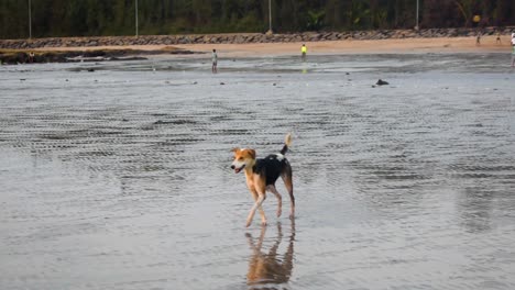 Verspielter-Junger-Indischer-Streunerhund-Am-Strand-In-Mumbai,-Glücklicher-Streunerhund-In-Verspielter-Stimmung-Am-Strand-In-Ufernähe,-Videohintergrund