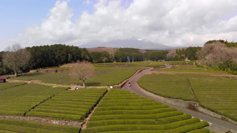 Workers-at-green-tea-fields-in-Japan---aerial-drone-shot