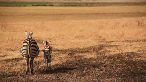Back-view-of-zebra-with-cub-standing-in-savannah