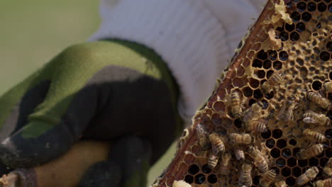 BEEKEEPING---Beekeeper-gloved-hand-scraping-wax-from-a-frame,-slow-motion