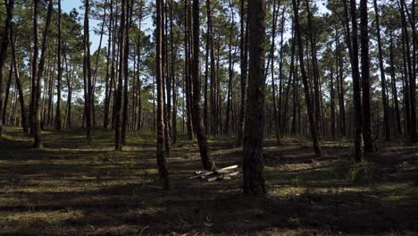 4K-pine-tree-forest-landscape-with-some-cutted-trees-in-the-middle-of-the-forest