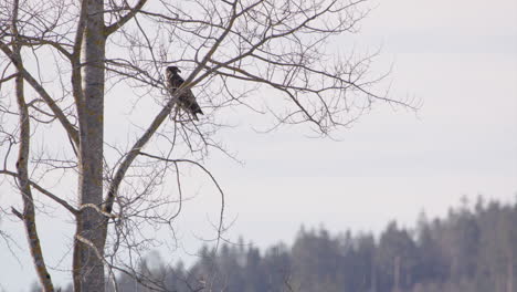 White-tailed-sea-eagle-perched-on-a-tree-in-Sweden,-static-wide-shot-zoom-in