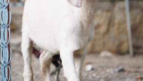 Goat-lamb-discovering-surroundings-at-farm-stable-closeup