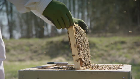 BEEKEEPING---Beekeeper-replacing-a-frame-after-inspection-in-apiary,-wide-shot