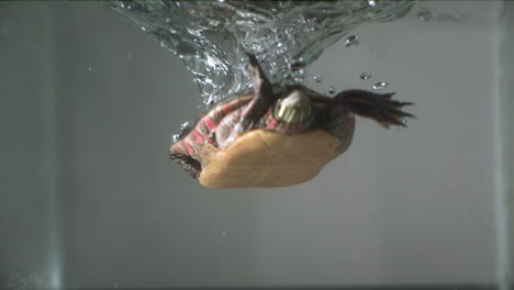 Painted-turtle-splashing-in-water-slow-motion---Amphibian-under-water-with-bubbles-swimming
