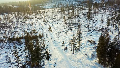 Aerial-tilt-up-descending-over-snowy-forest-on-sunny-day