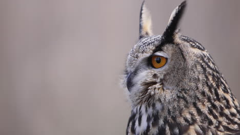 Eagle-owl-on-forest-background-close-up