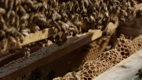 BEEKEEPING---A-frame-is-removed-from-a-beehive,-slow-motion-close-up