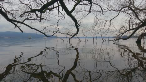 Amazing-unique-view-of-tree-branches-immersed-in-lake-water-reflecting-on-surface