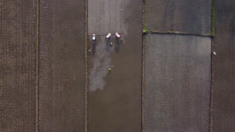 Luftaufnahmen-Von-Indonesischen-Bauern,-Die-Morgens-Reis-Anbauen