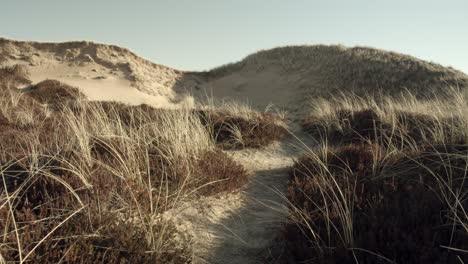 Dune-landscape-on-Sylt-on-a-windy-day