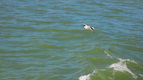 Seagulls-above-the-ocean,-St