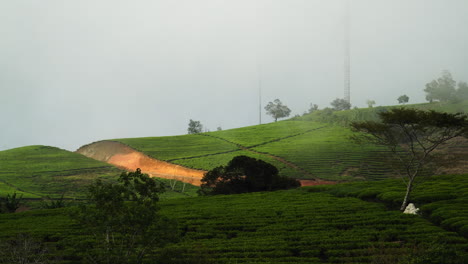 Selige-Teeplantage-In-Der-Nähe-Von-Da-Lat-Vietnam