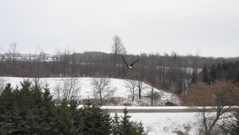 bald-eagle-flying-over-road-aerial-slomo