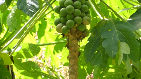 Papayabaum-Mit-Früchten,-Die-Am-Stamm-Hängen
