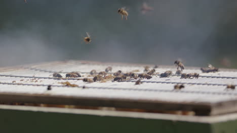 BEEKEEPING---Beekeeper-smokes-bees-to-prevent-aggression,-slow-motion-close-up