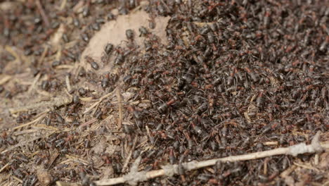 Red-wood-ant-colony,-Formica-rufa,-in-a-forest,-Sweden,-close-up-zoom-out