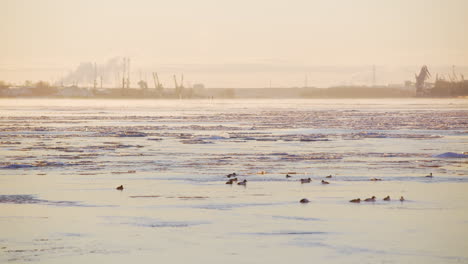 Melting-ice-on-sea-with-ducks-in-front-of-industrial-port,-long-shot