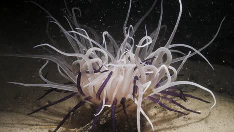 A-Unique-underwater-video-at-night-of-a-large-Tube-Anemone-lit-up-by-a-scuba-divers-torch-feeding-by-moving-its-tentacles-with-the-ocean-current