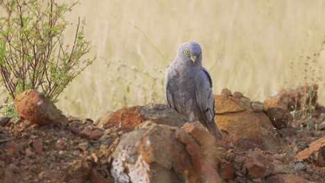 Adult-Male-Montagu's-Harrier-Bird-Tilting-Head-While-On-Rocky-Ground