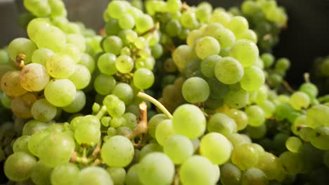 Bunch-of-fresh-grapes-falling-in-to-a-box-at-harvest