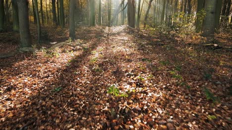 tracking-shot-with-camera-tilt-in-the-forest-in-autumn-revealing-god-rays