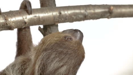 White-background-sloth-with-copy-space-hanging-upside-down-slow-motion