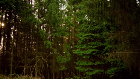 Schöner-Natürlicher-Grüner-Wald-Bei-Sonnenaufgang-Ohne-Person