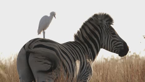 Zebra-startles-perching-cattle-egret-when-it-starts-walking-in-sunset-savanna