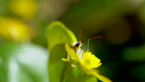 Mariposa-De-Color-Amarillo-Verde-Recogiendo-Polen-De-Flores-En-La-Naturaleza-Durante-El-Día-Soleado