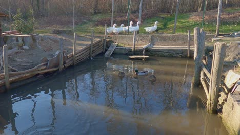 Queue-of-white-geese-walking-outdoors-in-coop-and-pond-area-with-ducks-and-mallards-swimming