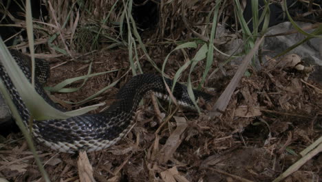 Black-rat-snake-hunting-in-the-brush---canadian-snake-serpent-close-up-scales-and-slithering