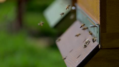 Slow-motion-shot-showing-swarm-of-bees-flying-into-apiary-during-summer-day,macro-view