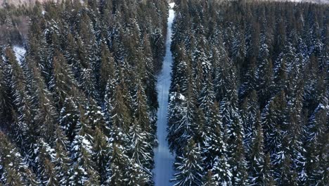 Snow-covered-straight-road-through-sunny-coniferous-pine-forest,-aerial-drone-shot