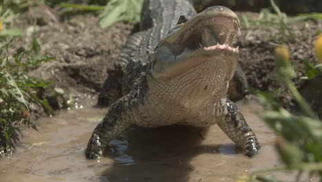 Extreme-slow-motion-alligator-swallowing-a-fish