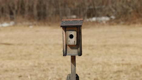 Wooden-square-bird-feeder-with-a-shingle-roof-in-the-middle-of-a-pasture-field-during-the-early-spring