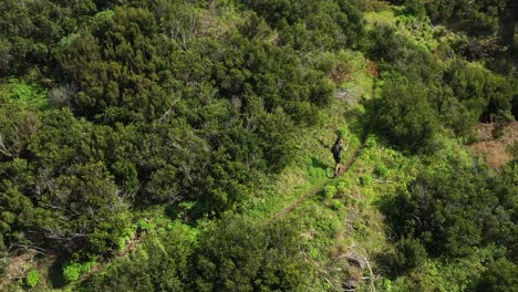 Young-and-fit-hiker-walks-alone-with-walking-sticks-and-shorts-on-a-trail-between-beautiful,-lush-and-green-bushes,-grass-and-trees-on-Madeira-Island-on-Espigao-Amorelo-mountain