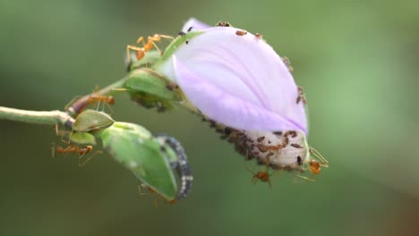 Rote-Ameisen-Schwärmen-In-Freier-Wildbahn-Um-Eine-Violette-Blume
