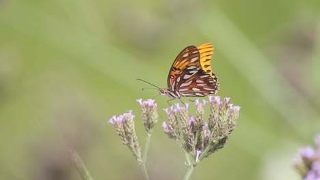 Clow-motion-close-up-of-a-passion-butterfly-sipping-from-wildflower-and-taking-off