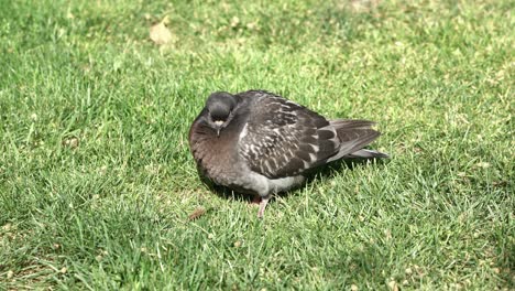 Lonely-dove-enjoying-a-sunny-day-on-the-grass