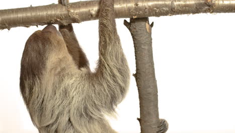 White-background-sloth-with-copy-space-hanging-upside-down
