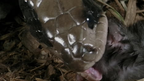 Extreme-close-up-of-Brazilian-smooth-snake-eating-a-mouse